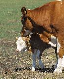 Cow and Calf 9P022D-160